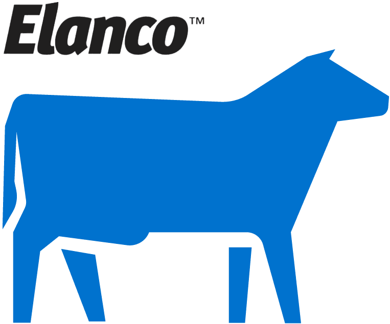 Cow Day